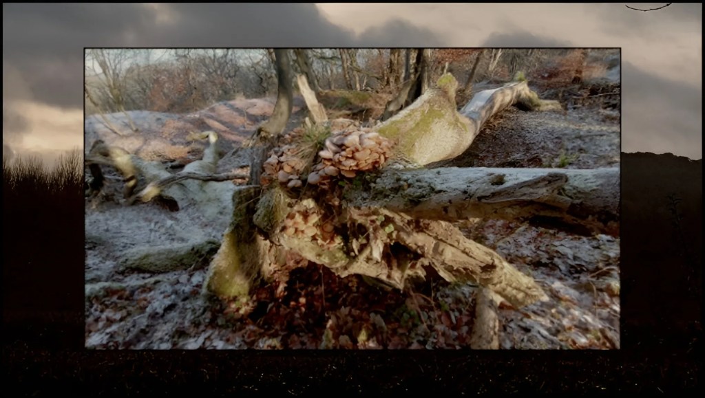 Fungai growing on tree stump, pictured near High Peak, Derbyshire.