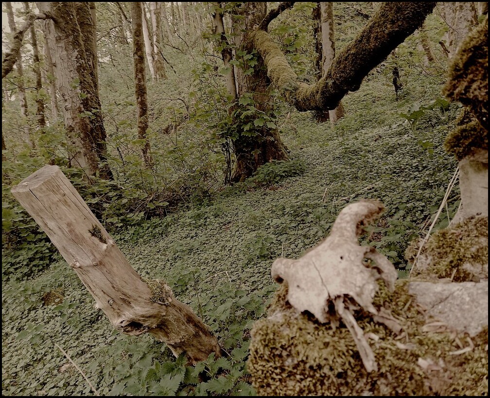 Sheep skull in wood, taken 2024 in Derbyshire wood.