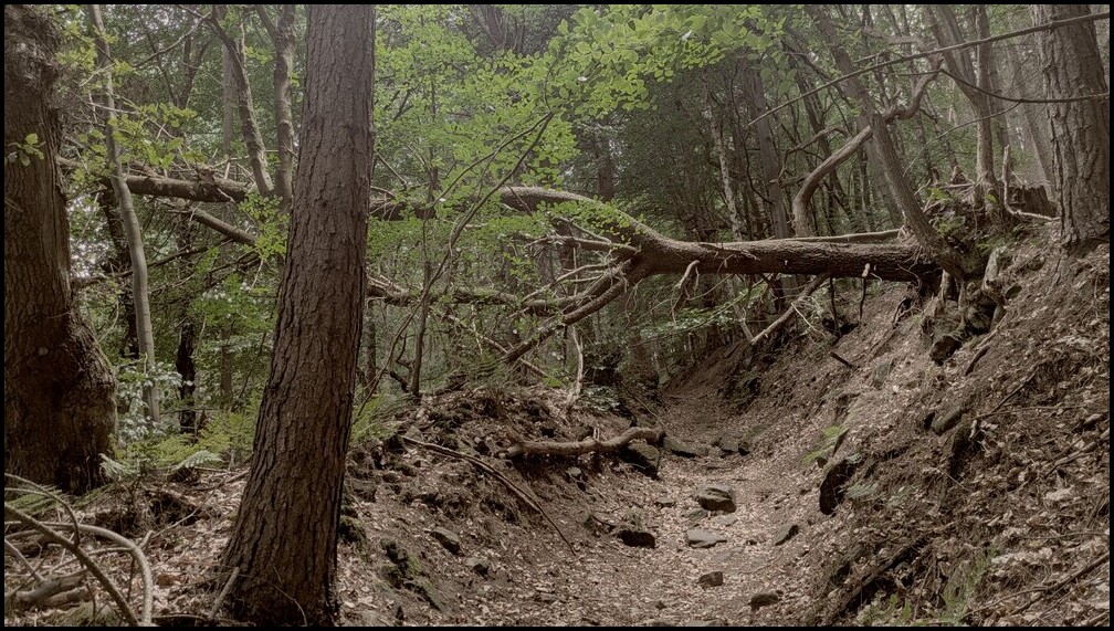 Black Rocks in Derbyshire
