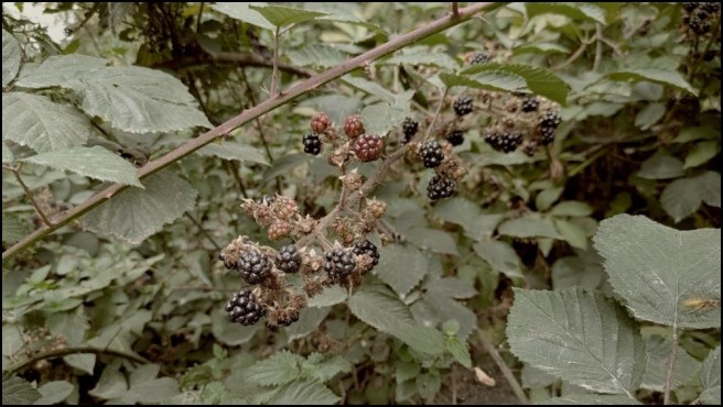 Bramble bush