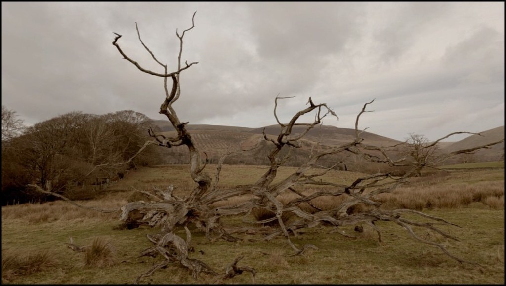 Dead tree in Keswick